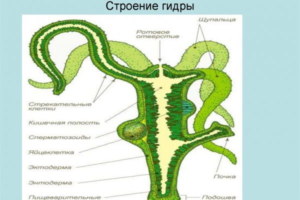 Вместо гидры